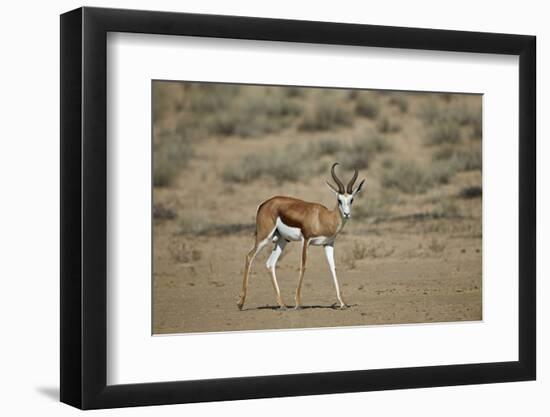 Springbok (Antidorcas Marsupialis) Buck-James Hager-Framed Photographic Print