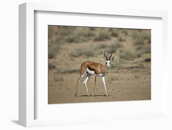 Springbok (Antidorcas Marsupialis) Buck-James Hager-Framed Photographic Print