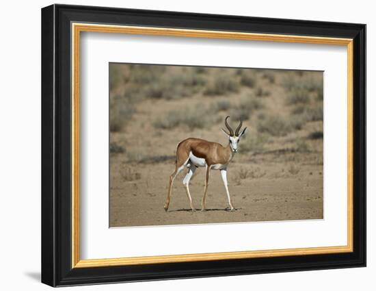 Springbok (Antidorcas Marsupialis) Buck-James Hager-Framed Photographic Print