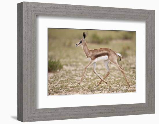 Springbok (Antidorcas marsupialis) calf running, Kgalagadi Transfrontier Park, South Africa, Africa-James Hager-Framed Photographic Print