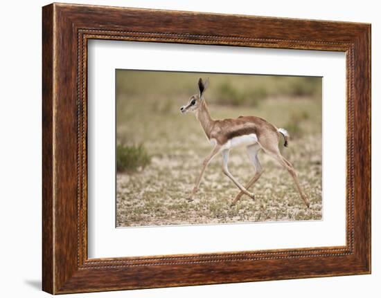 Springbok (Antidorcas marsupialis) calf running, Kgalagadi Transfrontier Park, South Africa, Africa-James Hager-Framed Photographic Print