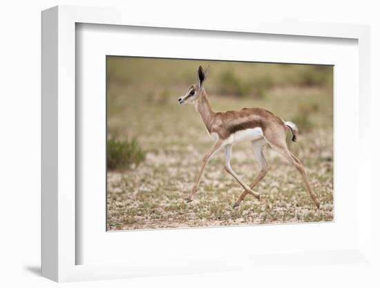 Springbok (Antidorcas marsupialis) calf running, Kgalagadi Transfrontier Park, South Africa, Africa-James Hager-Framed Photographic Print