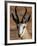 Springbok (Antidorcas Marsupialis), Kgalagadi Transfrontier Park, South Africa-James Hager-Framed Photographic Print