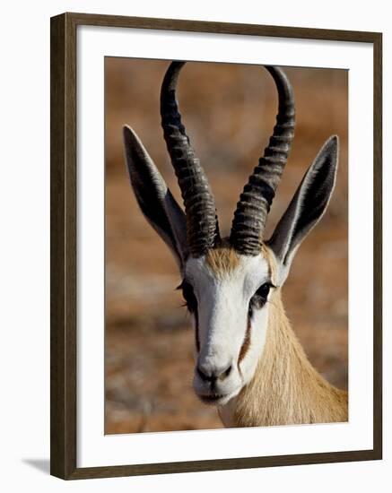 Springbok (Antidorcas Marsupialis), Kgalagadi Transfrontier Park, South Africa-James Hager-Framed Photographic Print