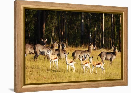 Springbok (Antidorcas marsupialis), Mlilwane Wildlife Sanctuary, Swaziland, Africa-Christian Kober-Framed Premier Image Canvas