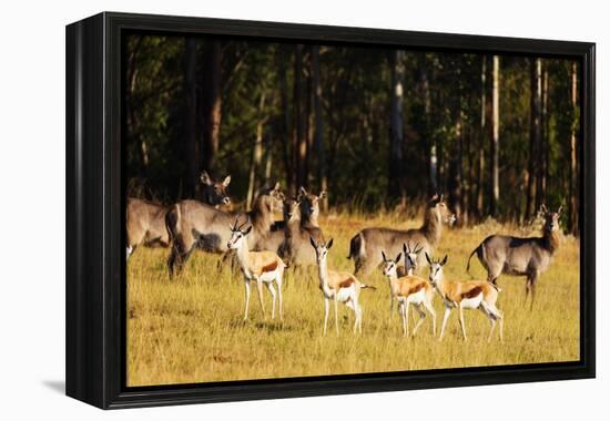 Springbok (Antidorcas marsupialis), Mlilwane Wildlife Sanctuary, Swaziland, Africa-Christian Kober-Framed Premier Image Canvas