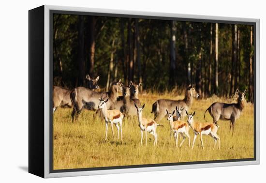 Springbok (Antidorcas marsupialis), Mlilwane Wildlife Sanctuary, Swaziland, Africa-Christian Kober-Framed Premier Image Canvas