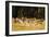 Springbok (Antidorcas marsupialis), Mlilwane Wildlife Sanctuary, Swaziland, Africa-Christian Kober-Framed Photographic Print