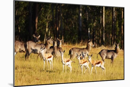 Springbok (Antidorcas marsupialis), Mlilwane Wildlife Sanctuary, Swaziland, Africa-Christian Kober-Mounted Photographic Print