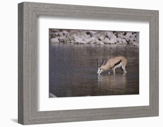 Springbok at Okaukuejo Water Hole-DLILLC-Framed Photographic Print