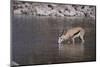 Springbok at Okaukuejo Water Hole-DLILLC-Mounted Photographic Print