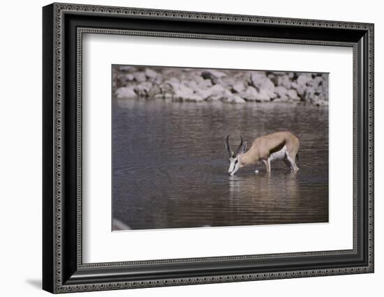 Springbok at Okaukuejo Water Hole-DLILLC-Framed Photographic Print