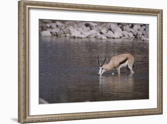 Springbok at Okaukuejo Water Hole-DLILLC-Framed Photographic Print