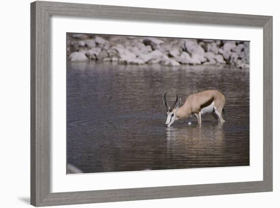 Springbok at Okaukuejo Water Hole-DLILLC-Framed Photographic Print