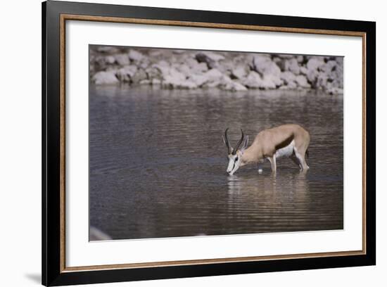 Springbok at Okaukuejo Water Hole-DLILLC-Framed Photographic Print