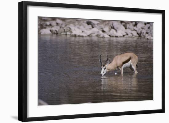 Springbok at Okaukuejo Water Hole-DLILLC-Framed Photographic Print