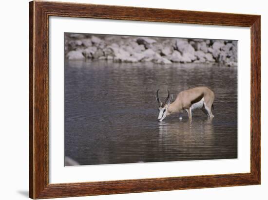 Springbok at Okaukuejo Water Hole-DLILLC-Framed Photographic Print