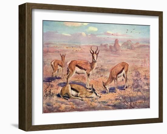 Springbok, Cuthbert Swan-Cuthbert Swan-Framed Art Print