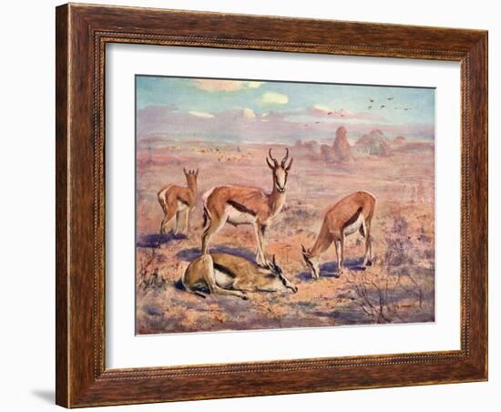 Springbok, Cuthbert Swan-Cuthbert Swan-Framed Art Print