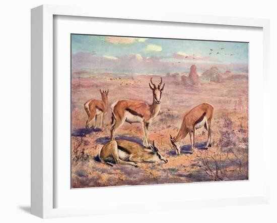 Springbok, Cuthbert Swan-Cuthbert Swan-Framed Art Print