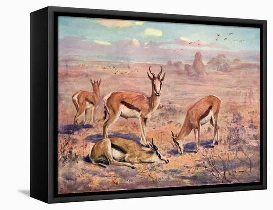 Springbok, Cuthbert Swan-Cuthbert Swan-Framed Stretched Canvas