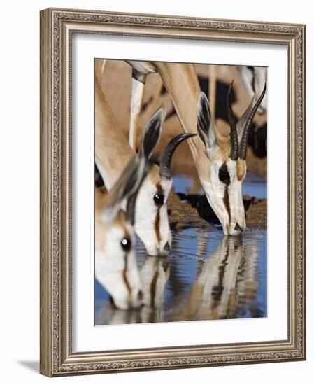 Springbok, Drinking, Kgalagadi Transfrontier Park, Northern Cape, South Africa-Toon Ann & Steve-Framed Photographic Print