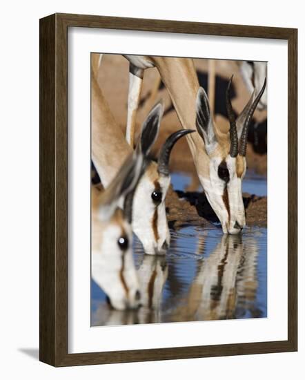 Springbok, Drinking, Kgalagadi Transfrontier Park, Northern Cape, South Africa-Toon Ann & Steve-Framed Photographic Print