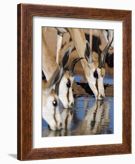 Springbok, Drinking, Kgalagadi Transfrontier Park, Northern Cape, South Africa-Toon Ann & Steve-Framed Photographic Print