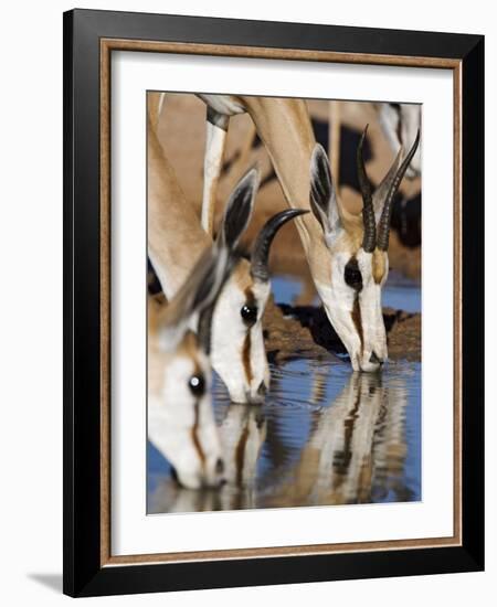 Springbok, Drinking, Kgalagadi Transfrontier Park, Northern Cape, South Africa-Toon Ann & Steve-Framed Photographic Print