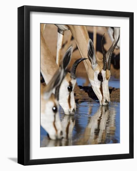 Springbok, Drinking, Kgalagadi Transfrontier Park, Northern Cape, South Africa-Toon Ann & Steve-Framed Photographic Print