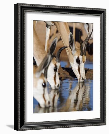 Springbok, Drinking, Kgalagadi Transfrontier Park, Northern Cape, South Africa-Toon Ann & Steve-Framed Photographic Print