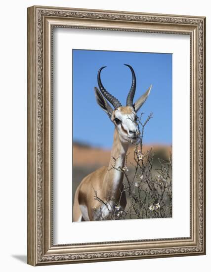 Springbok Eating Driedoring Flowers Kgalagadi Transfrontier Park, Africa-Ann & Steve Toon-Framed Photographic Print