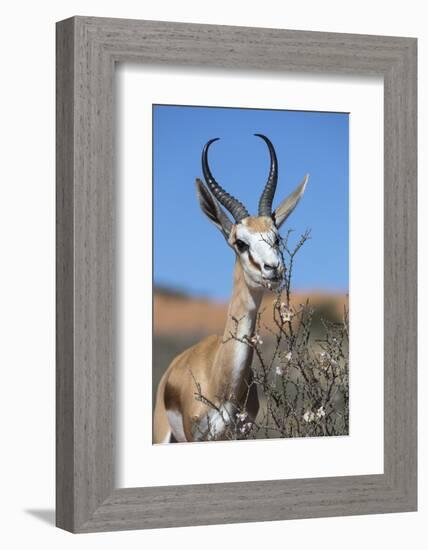 Springbok Eating Driedoring Flowers Kgalagadi Transfrontier Park, Africa-Ann & Steve Toon-Framed Photographic Print