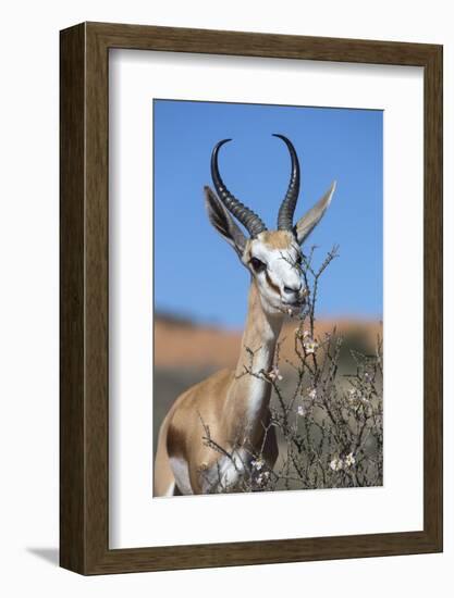 Springbok Eating Driedoring Flowers Kgalagadi Transfrontier Park, Africa-Ann & Steve Toon-Framed Photographic Print