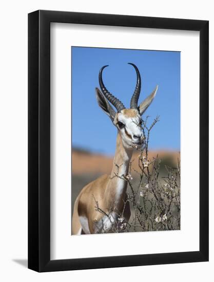 Springbok Eating Driedoring Flowers Kgalagadi Transfrontier Park, Africa-Ann & Steve Toon-Framed Photographic Print