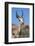 Springbok Eating Driedoring Flowers Kgalagadi Transfrontier Park, Africa-Ann & Steve Toon-Framed Photographic Print