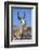 Springbok Eating Driedoring Flowers Kgalagadi Transfrontier Park, Africa-Ann & Steve Toon-Framed Photographic Print