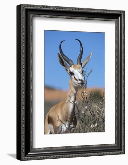 Springbok Eating Driedoring Flowers Kgalagadi Transfrontier Park, Africa-Ann & Steve Toon-Framed Photographic Print