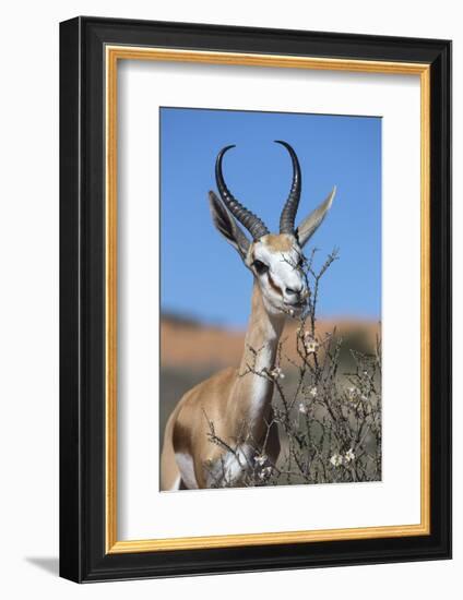 Springbok Eating Driedoring Flowers Kgalagadi Transfrontier Park, Africa-Ann & Steve Toon-Framed Photographic Print