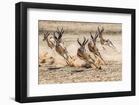 Springbok herd fleeing predator, Kgalagadi Transfrontier Park, South Africa.-Ann & Steve Toon-Framed Photographic Print