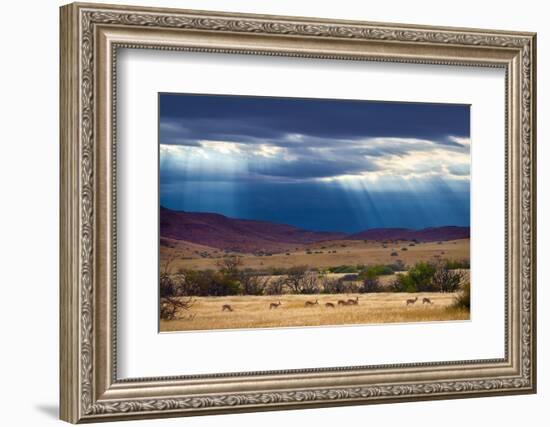 Springbok herd in grassland after rain, Damaraland, Namibia-Eric Baccega-Framed Photographic Print