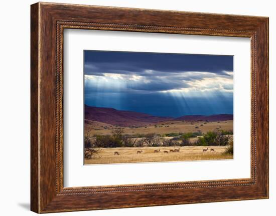 Springbok herd in grassland after rain, Damaraland, Namibia-Eric Baccega-Framed Photographic Print