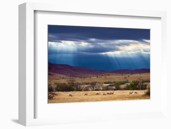 Springbok herd in grassland after rain, Damaraland, Namibia-Eric Baccega-Framed Photographic Print