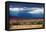 Springbok herd in grassland after rain, Damaraland, Namibia-Eric Baccega-Framed Premier Image Canvas