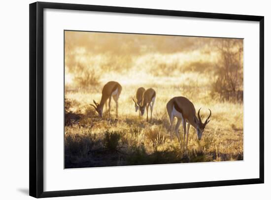 Springbok , Kgalagadi Transfrontier Park, Kalahari, Northern Cape, South Africa, Africa-Christian Kober-Framed Photographic Print