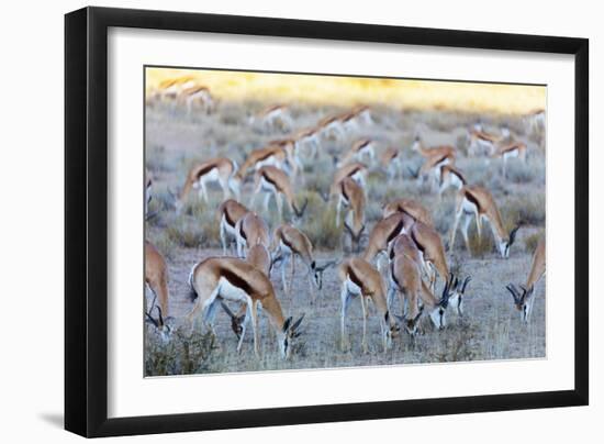 Springbok , Kgalagadi Transfrontier Park, Kalahari, Northern Cape, South Africa, Africa-Christian Kober-Framed Photographic Print