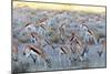 Springbok , Kgalagadi Transfrontier Park, Kalahari, Northern Cape, South Africa, Africa-Christian Kober-Mounted Photographic Print