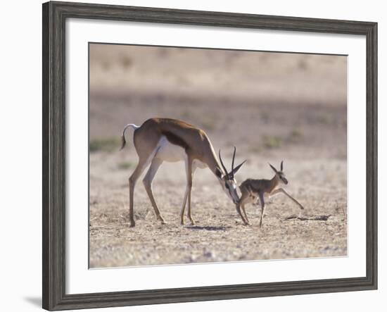 Springbok Mother Helps Newborn, Kalahari Gemsbok National Park, South Africa-Paul Souders-Framed Photographic Print