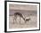 Springbok Mother Helps Newborn, Kalahari Gemsbok National Park, South Africa-Paul Souders-Framed Photographic Print