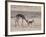 Springbok Mother Helps Newborn, Kalahari Gemsbok National Park, South Africa-Paul Souders-Framed Photographic Print